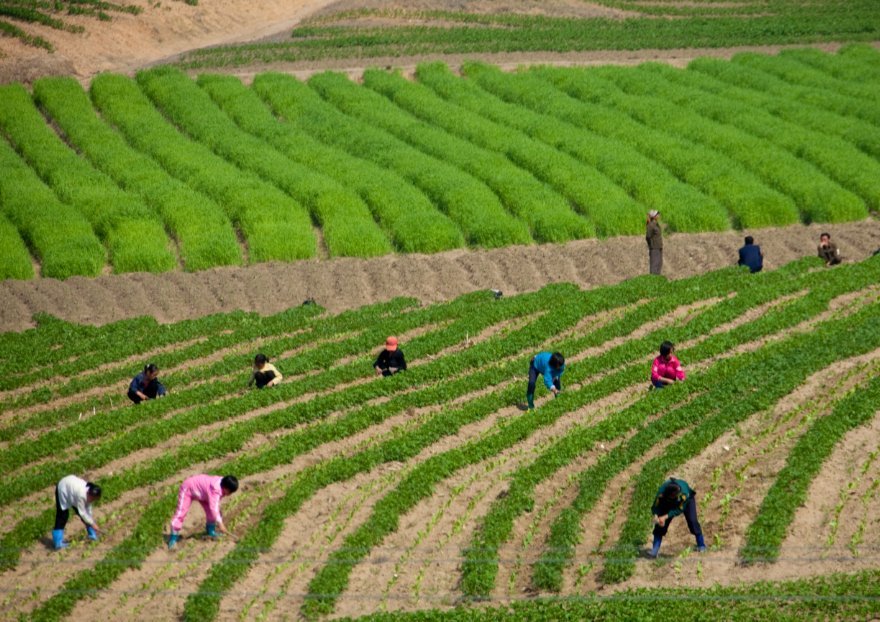 Agriculture Corée du nord
